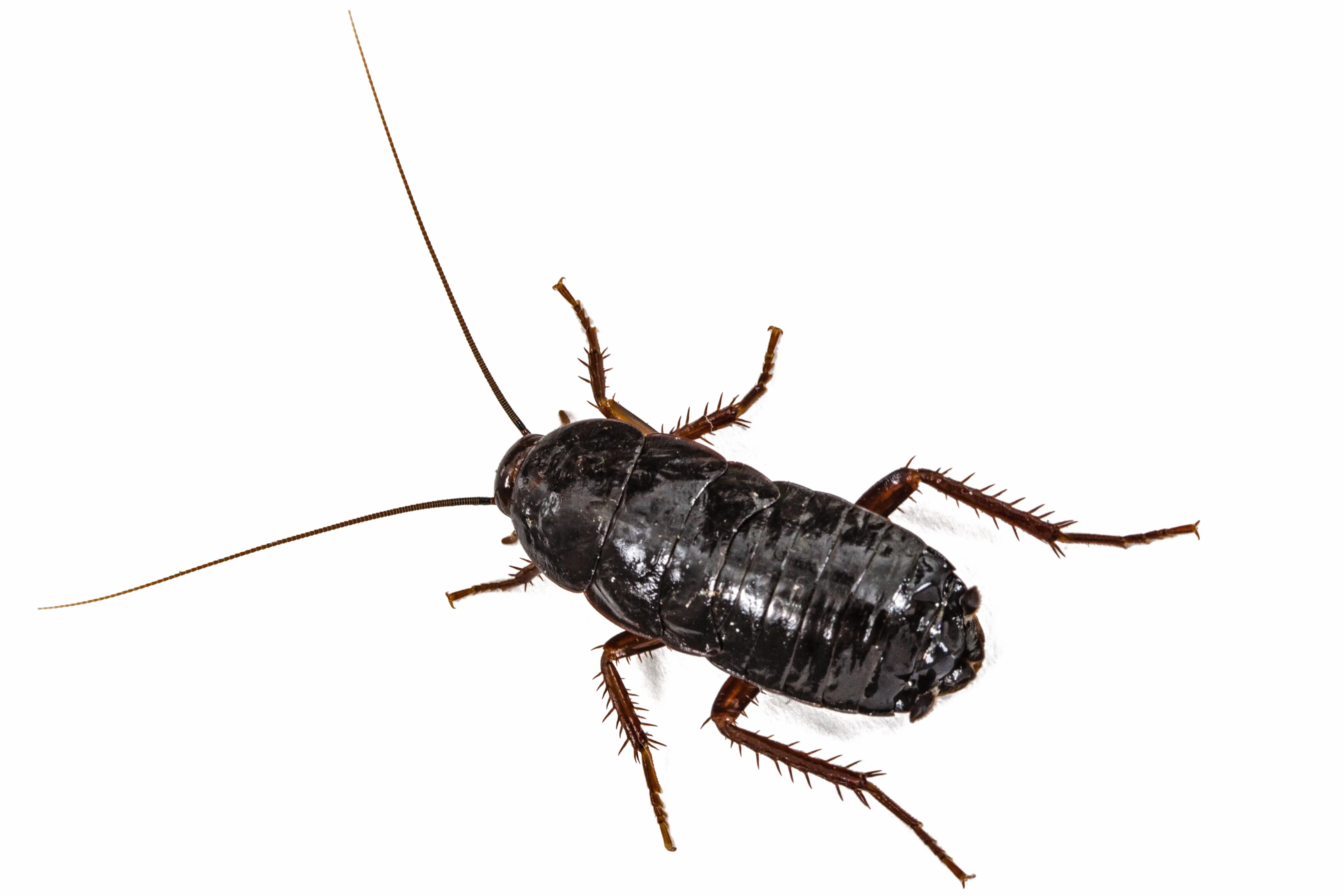 Close-up of an oriental cockroach showing its dark glossy body