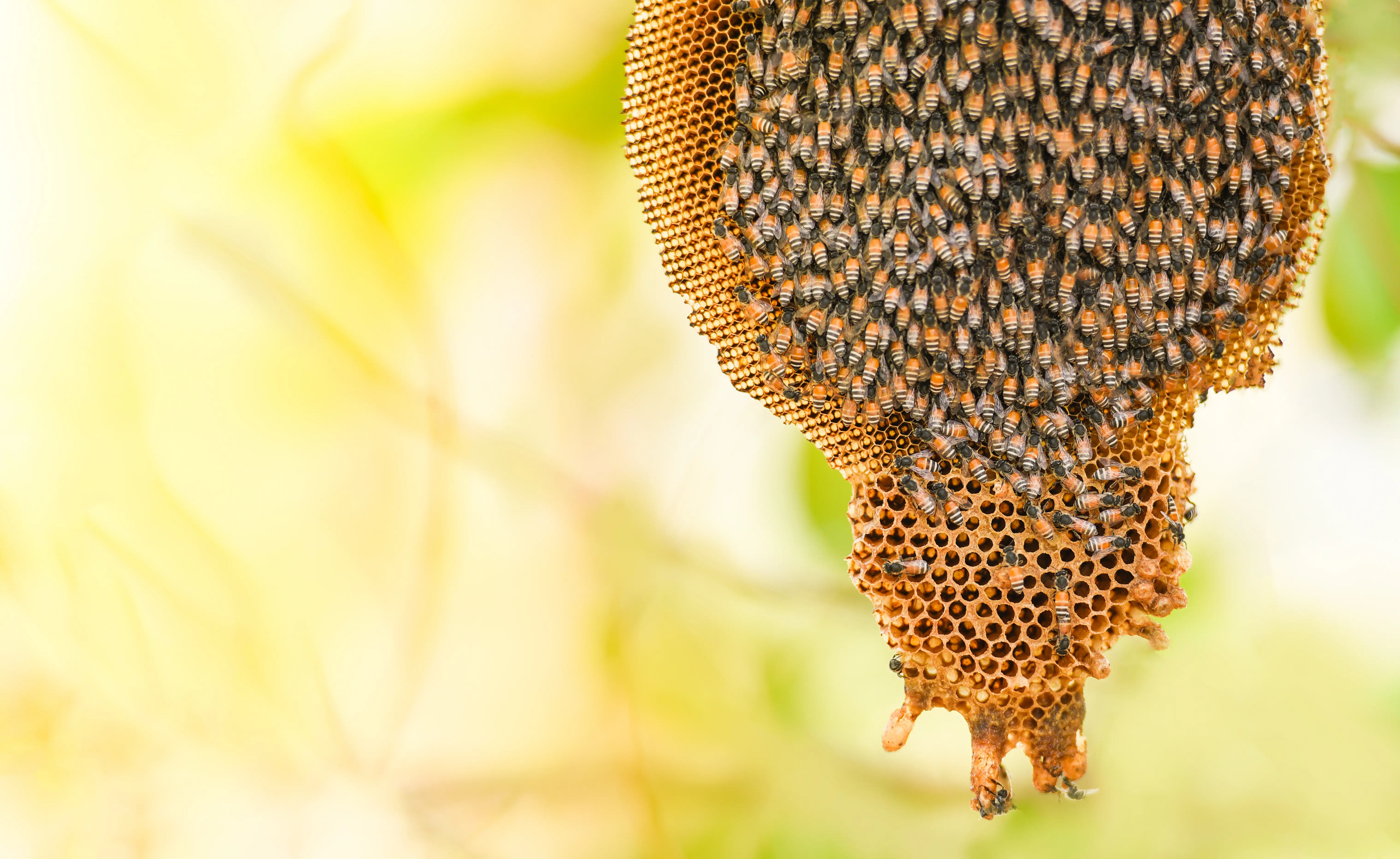 Are Honeybees Endangered Species in the US?