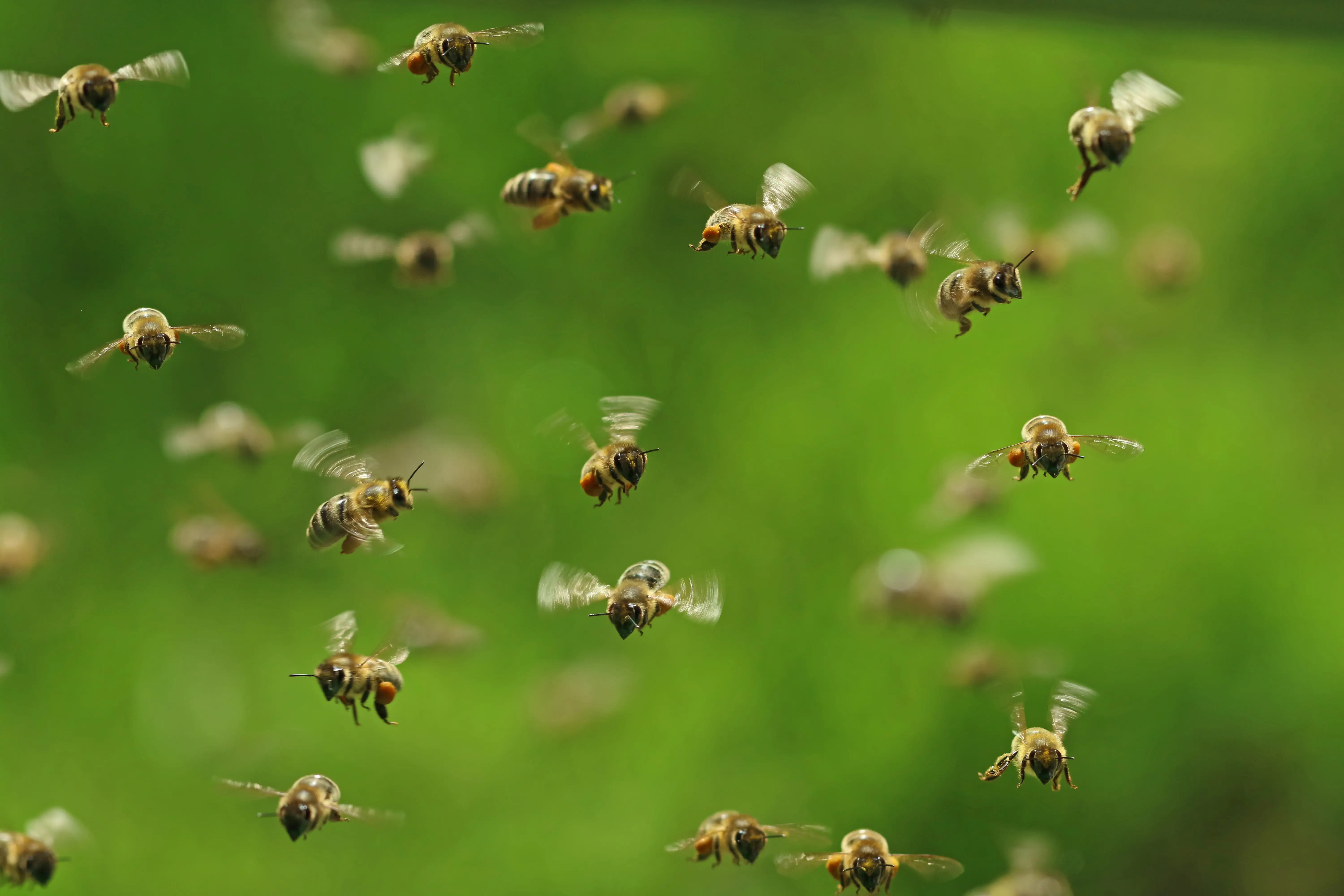 Do Bees Fly at Night? Nocturnal vs Diurnal Bee Behavior