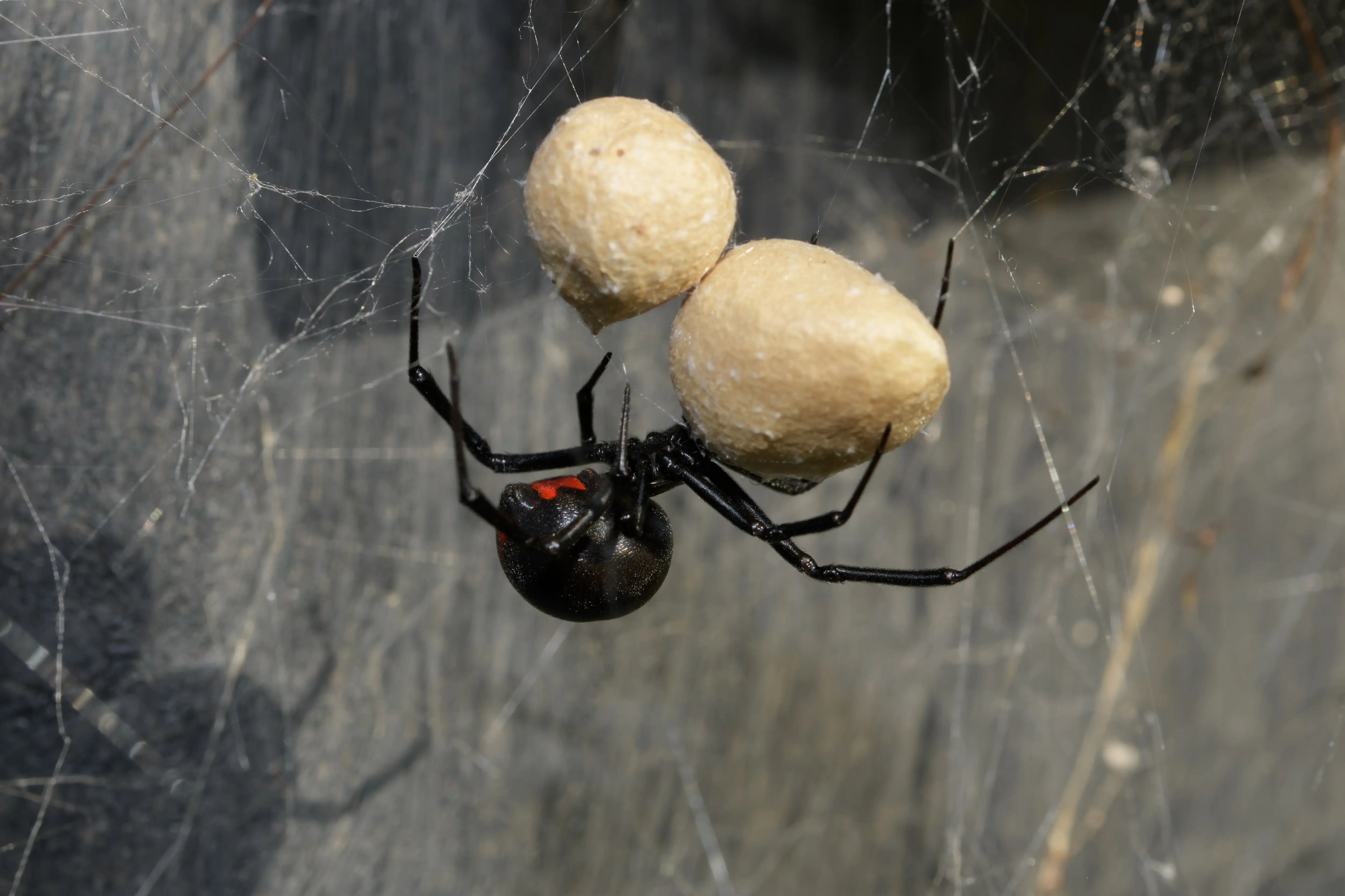 Are Black Widows Dangerous? Bites, Symptoms & Treatment