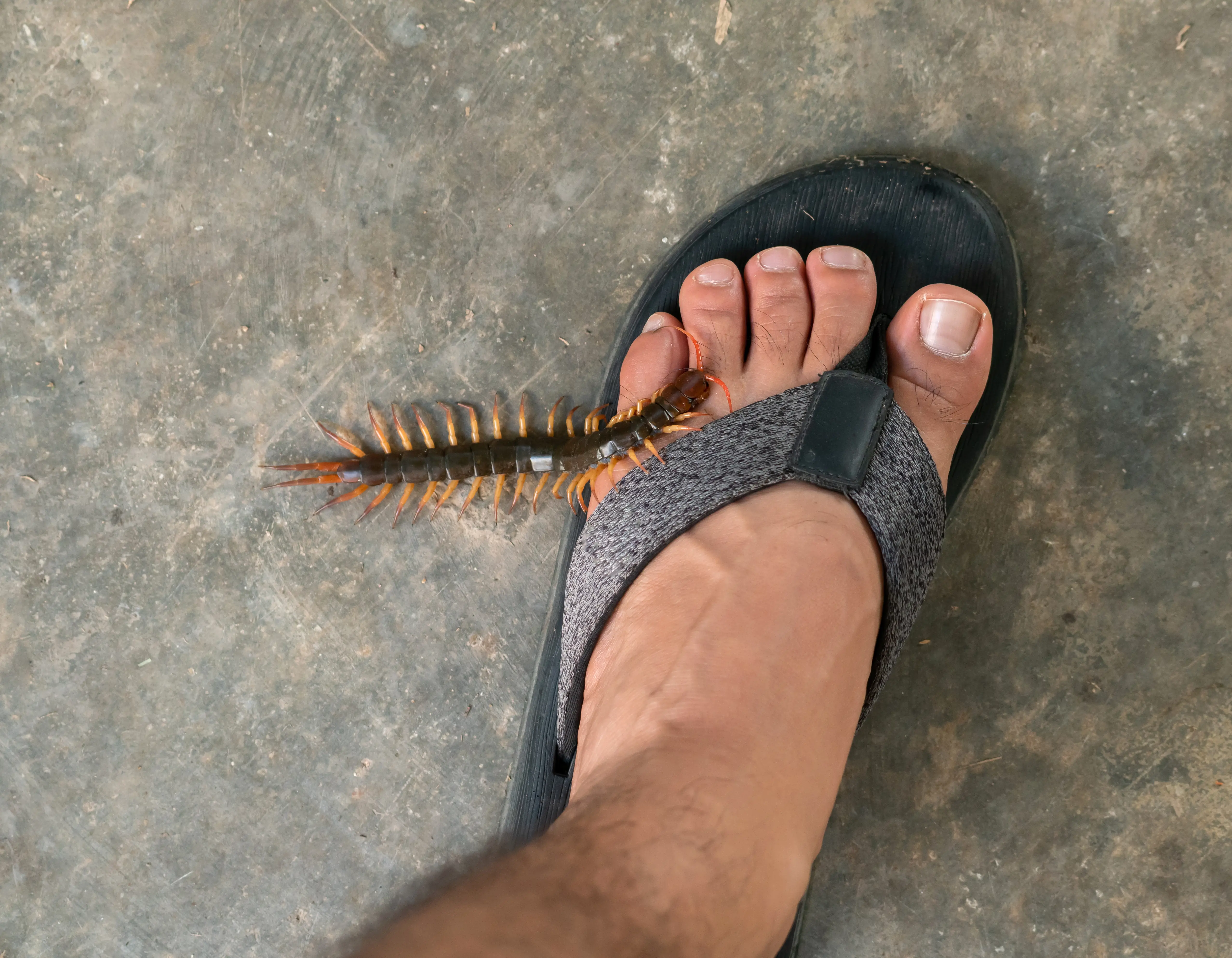 Do Centipedes Bite? Are They Poisonous? Complete Guide