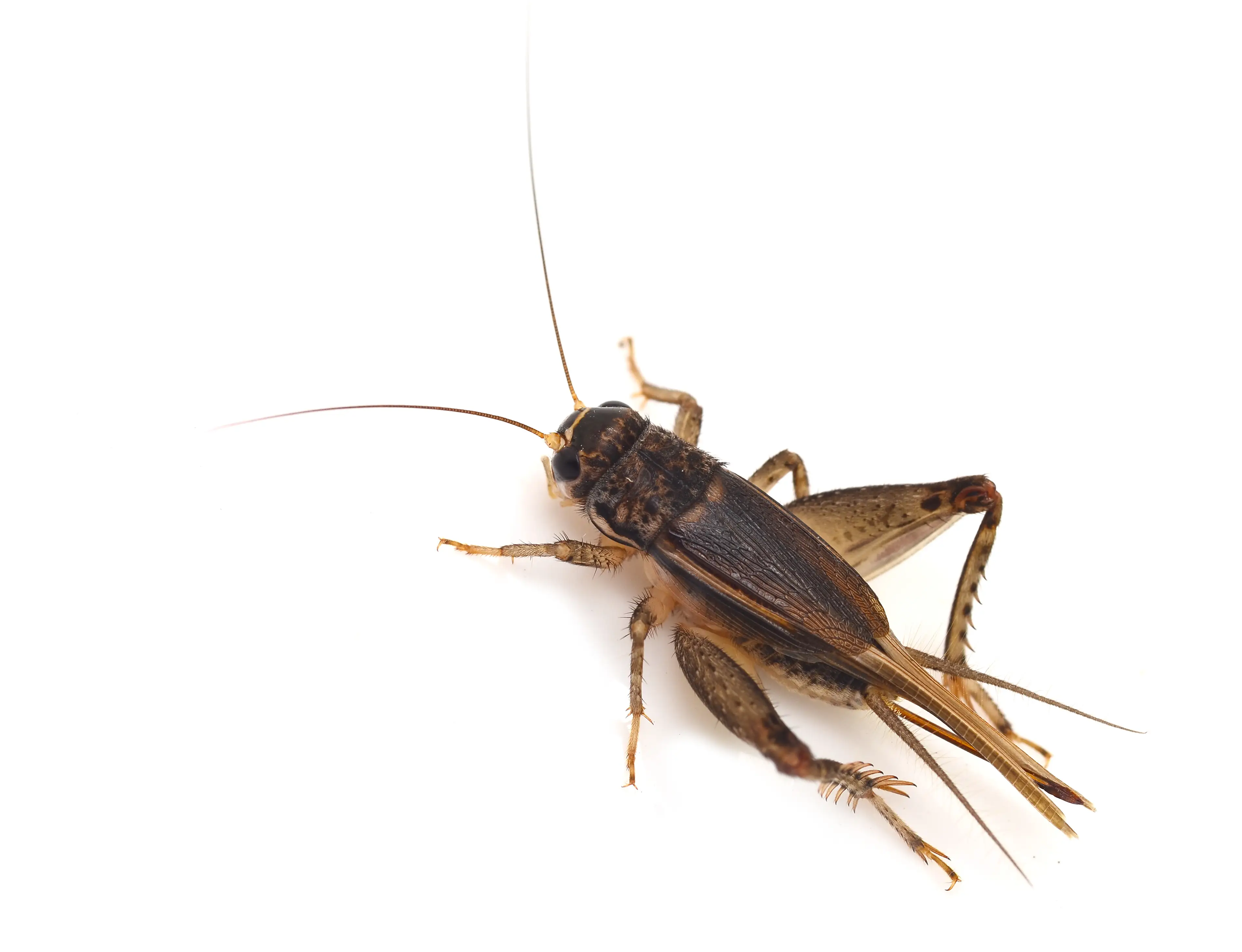 How to Get Crickets to Stop Chirping at Night