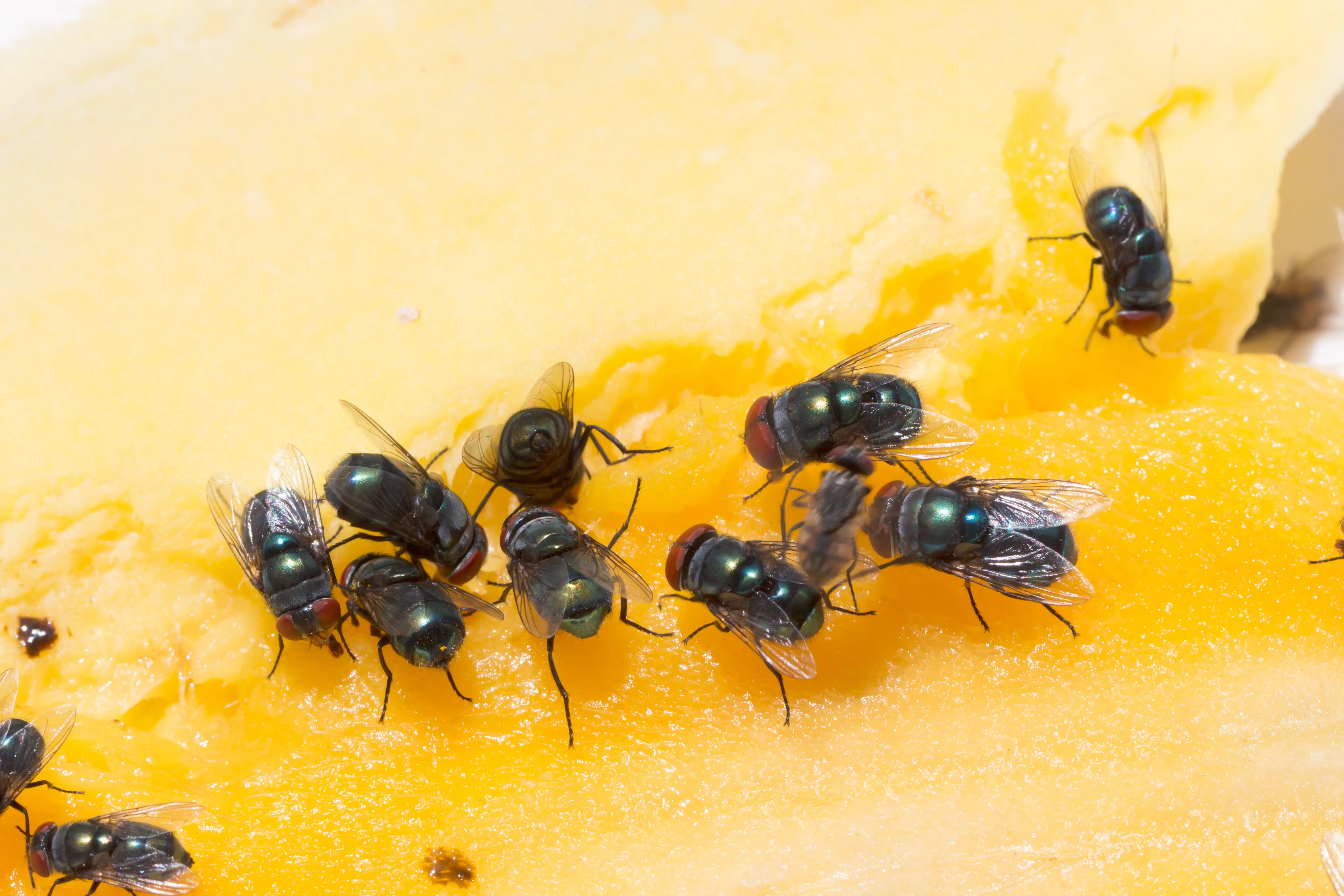 How Long Do Flies Live? Fly Lifespan & Life Cycle