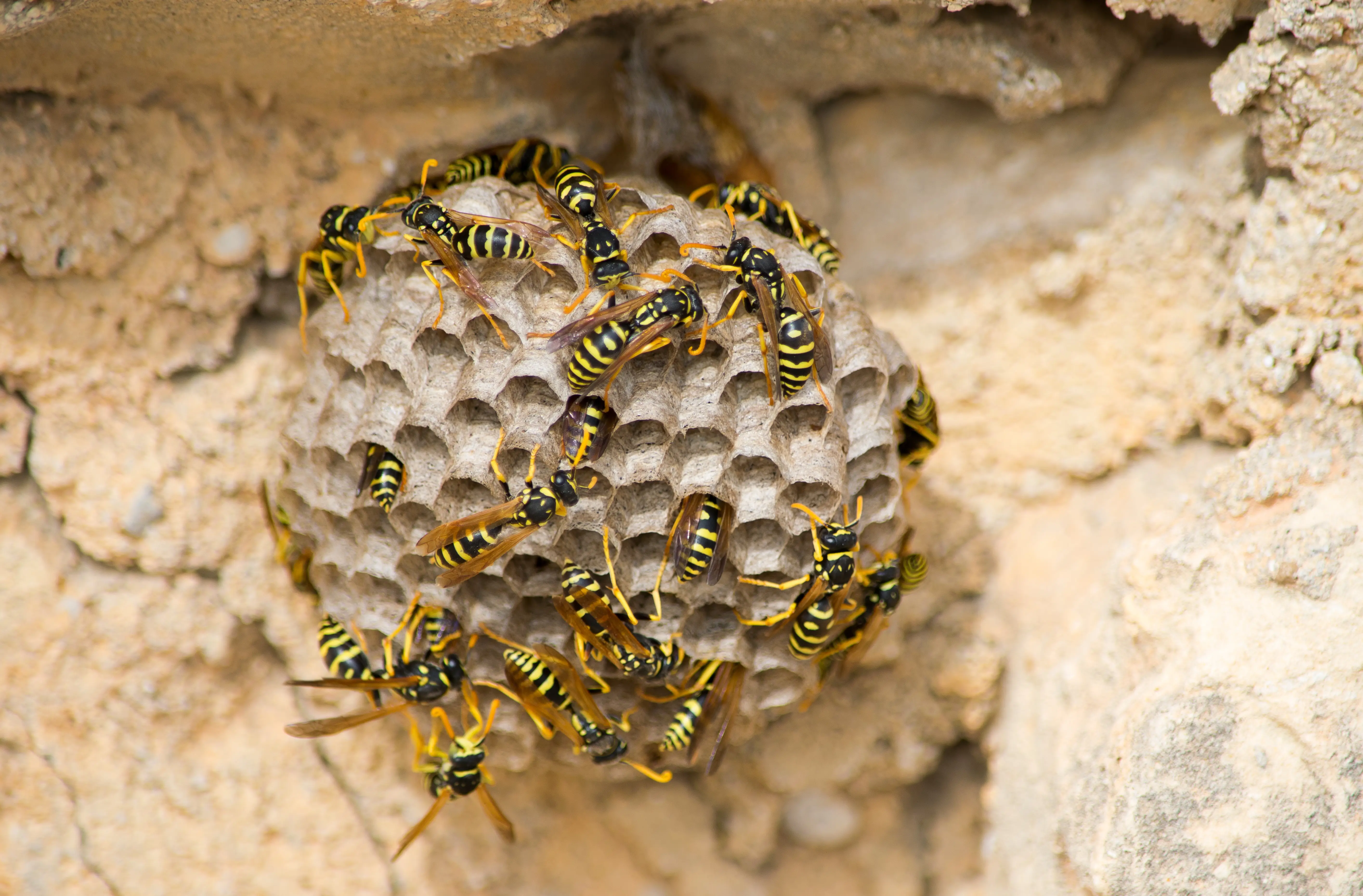 How to Repel Wasps: Natural and Effective Methods for Wasp Control