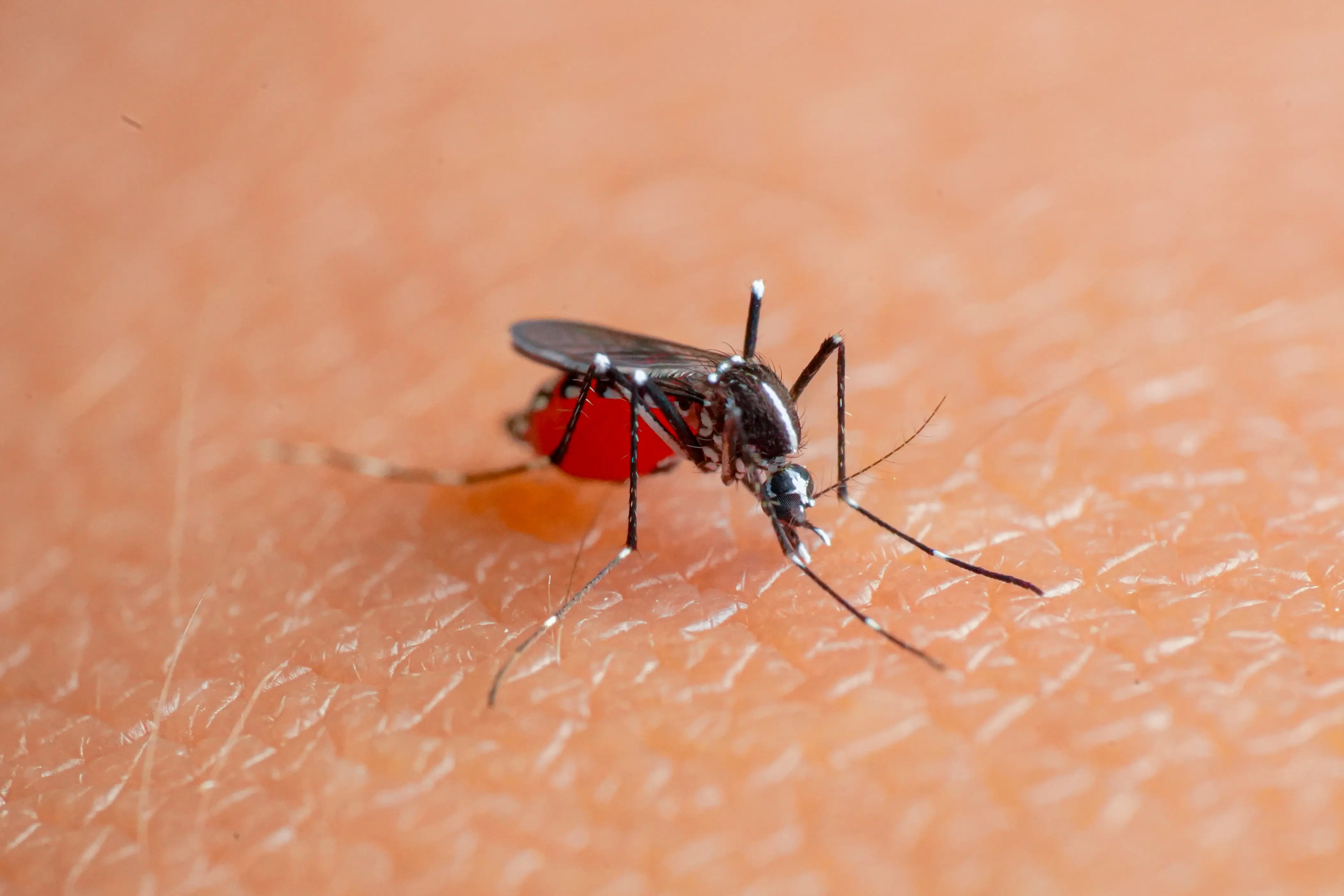 Different Types of Mosquito Species in the US