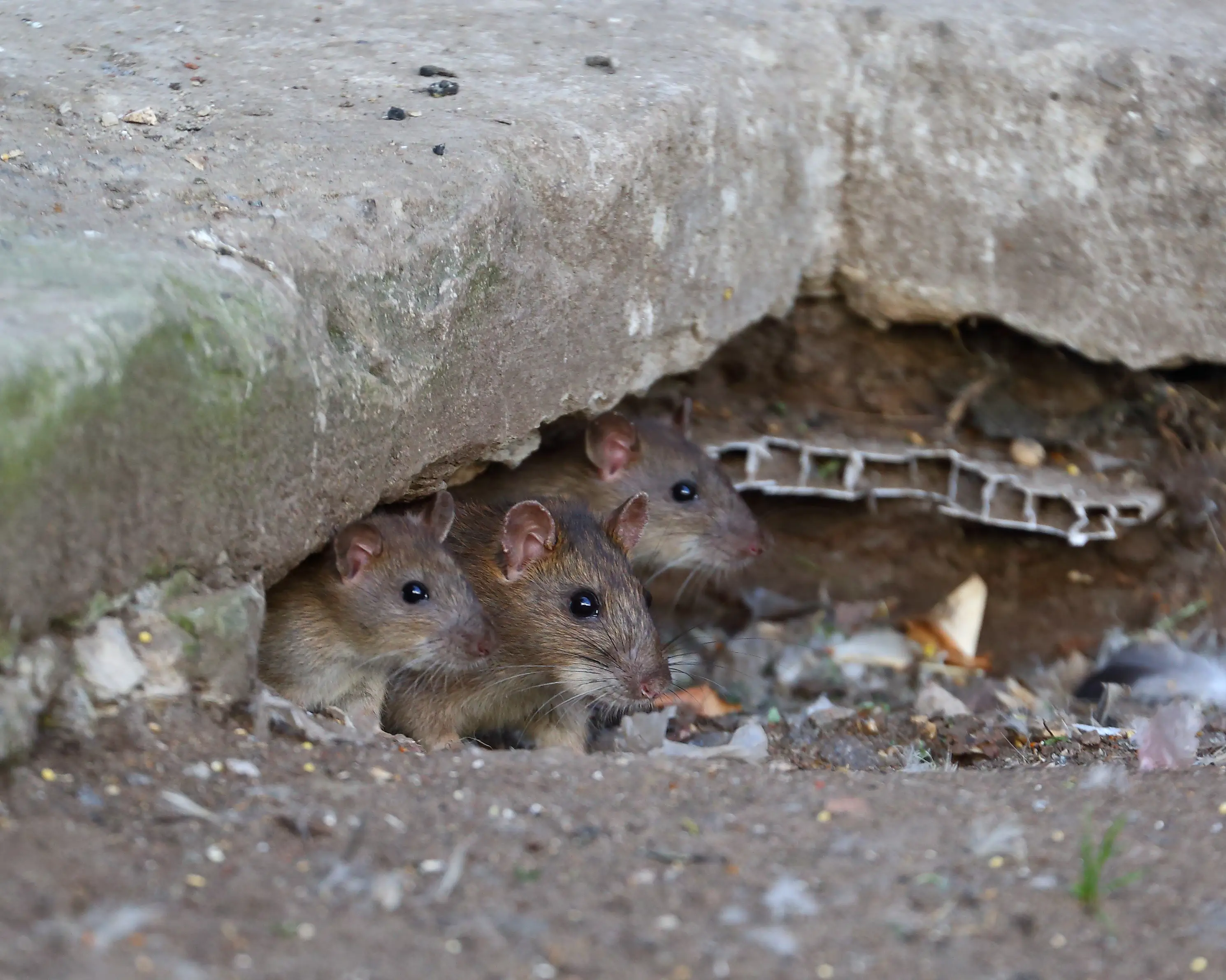 How to Identify and Get Rid of Rat Holes and Burrows