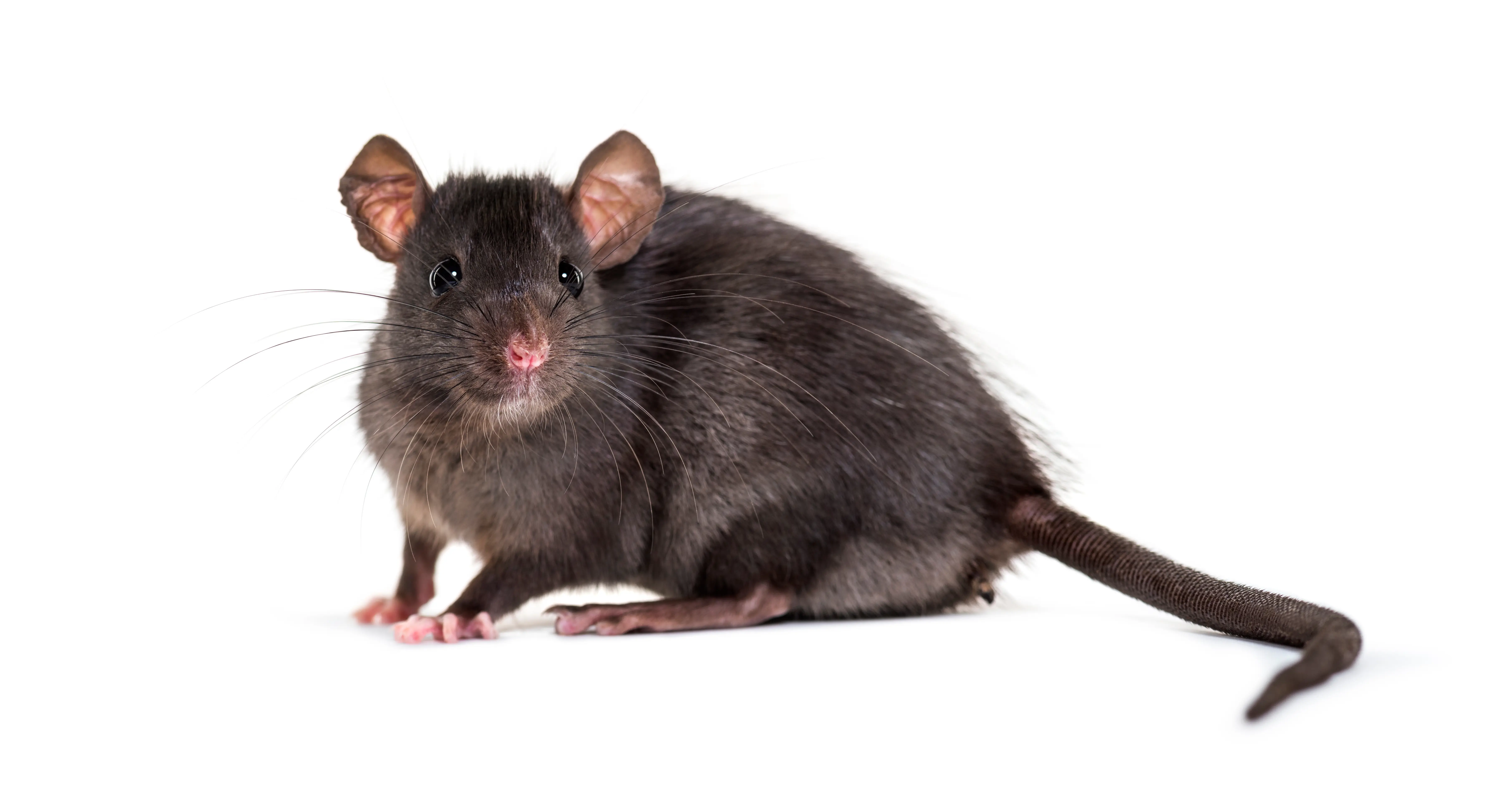 How Long Do Rats Live? Lifespan, Life Cycle & Reproduction