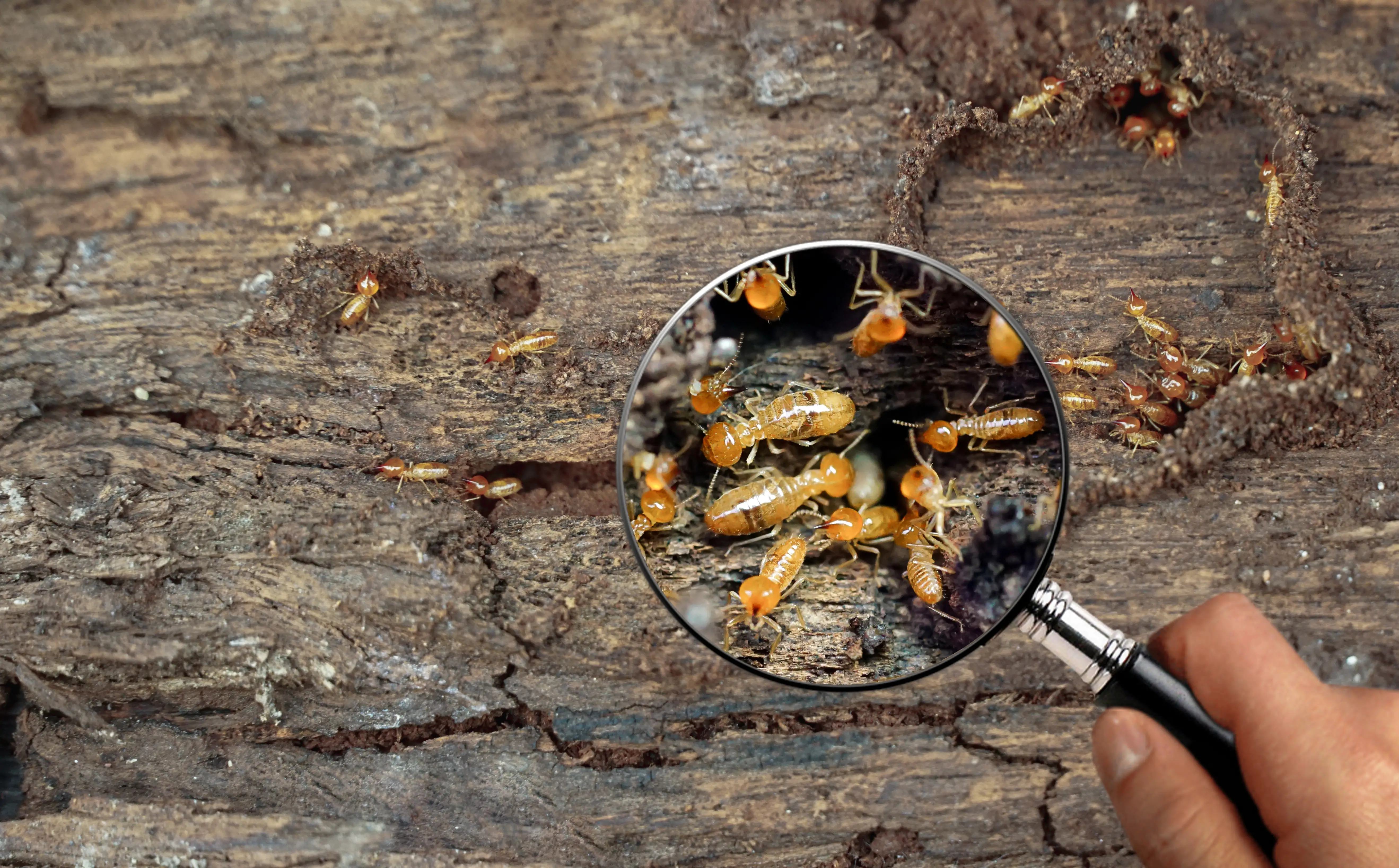 What Do Termites Look Like? Identification Guide