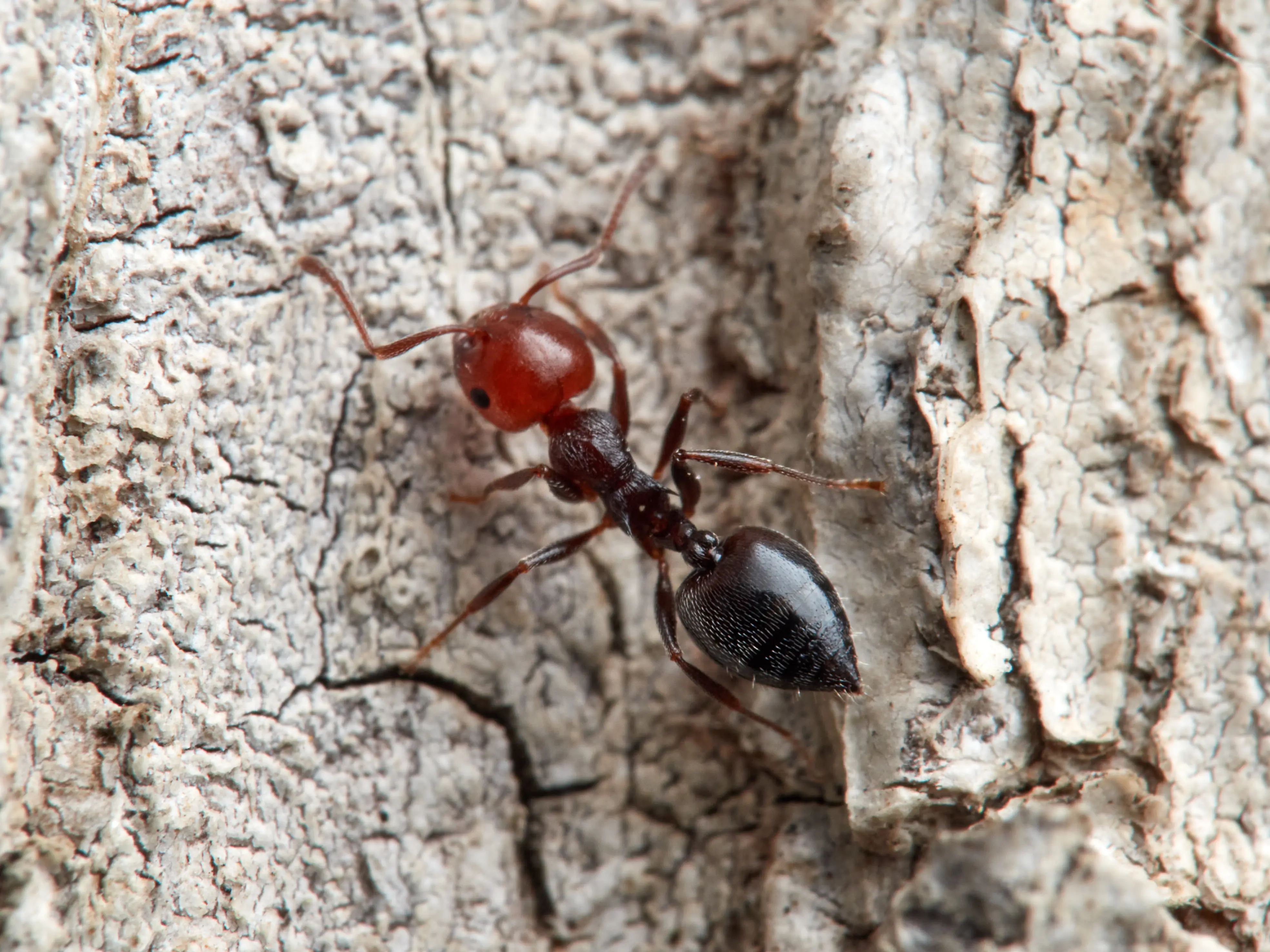 What Are Ants? Complete Guide to Ant Biology, Behavior & Control