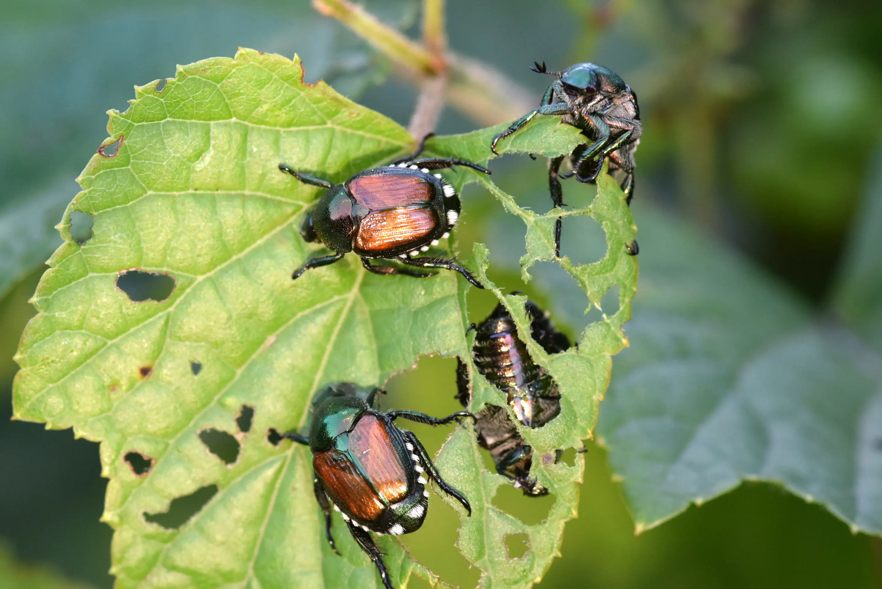 What Are Japanese Beetles? Identification, Life Cycle & Damage