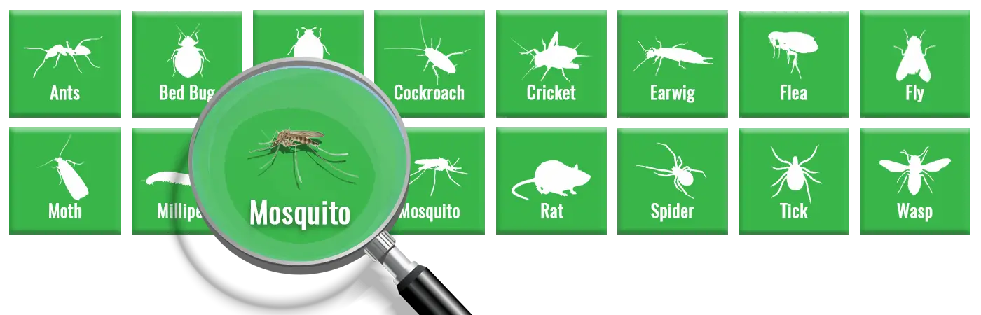 What Are Mosquitoes? Anatomy, Life Cycle & Facts