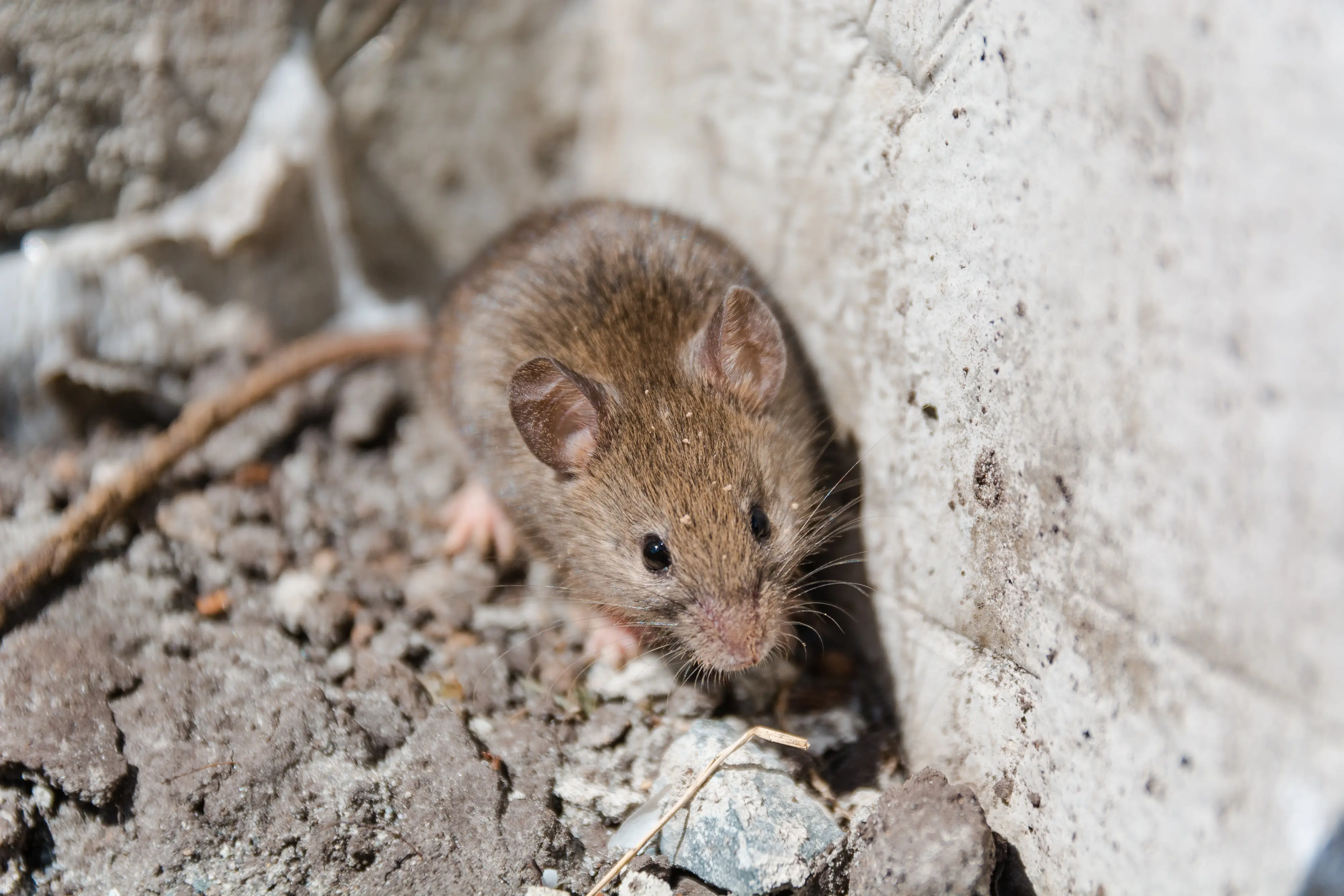What Repels Mice? Natural Deterrents & Scents That Work