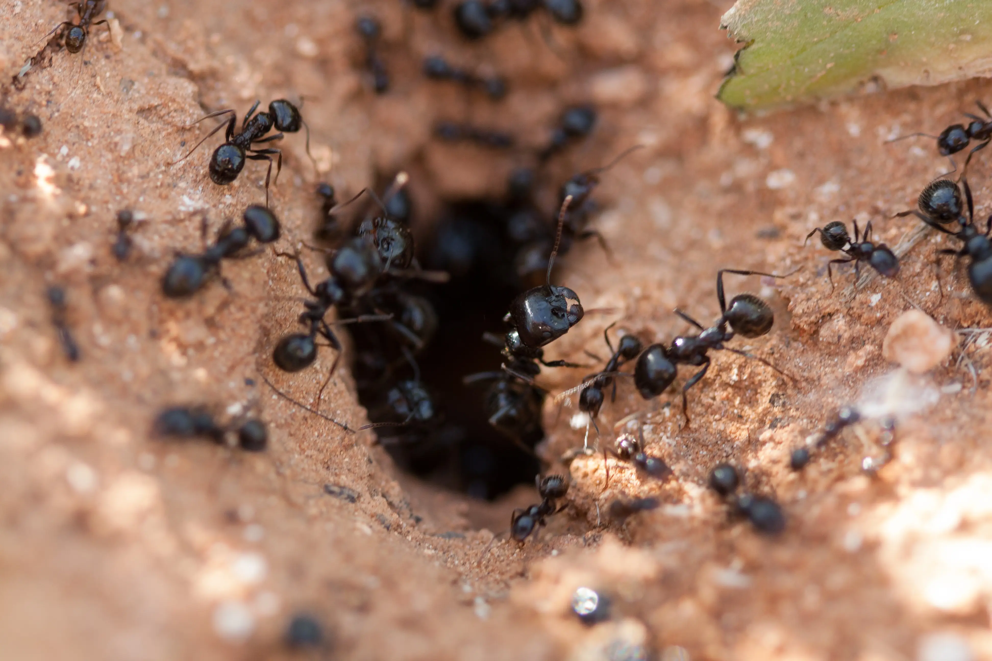 Where Do Ants Live? Complete Guide to Ant Habitats