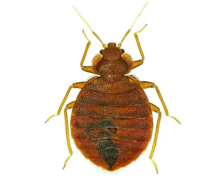 Bed bug treatment Multnomah County