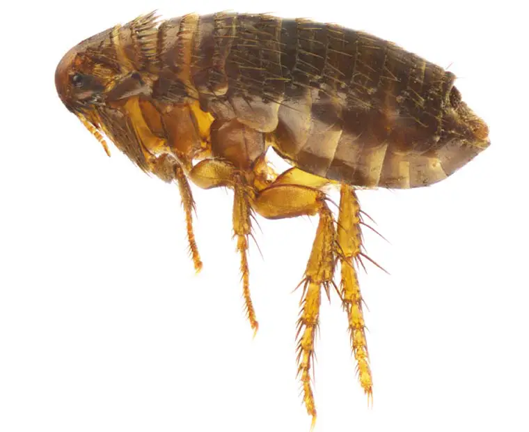 Flea treatment Multnomah County