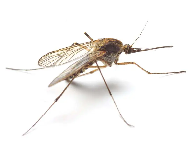 Mosquito control Multnomah County
