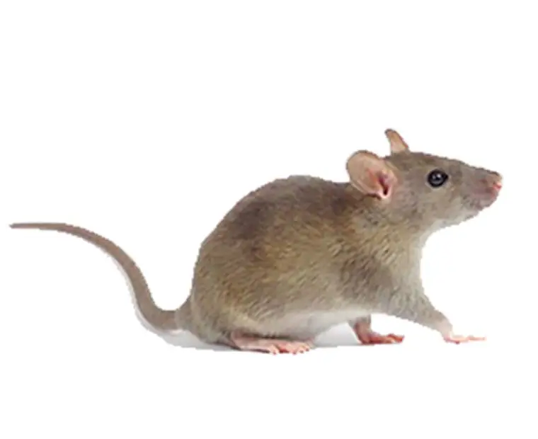 Rodent control Multnomah County