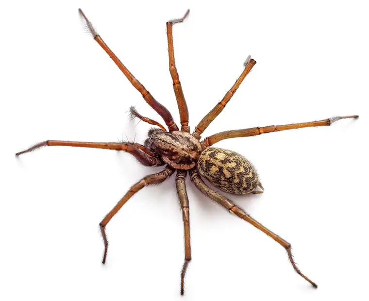 Spider removal Multnomah County
