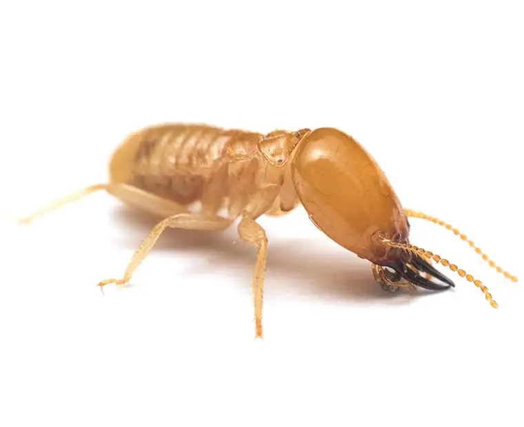 Termite treatment Multnomah County