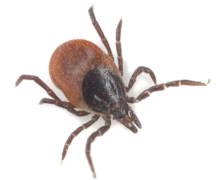 Tick control Multnomah County