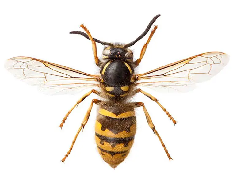 Wasp removal Multnomah County
