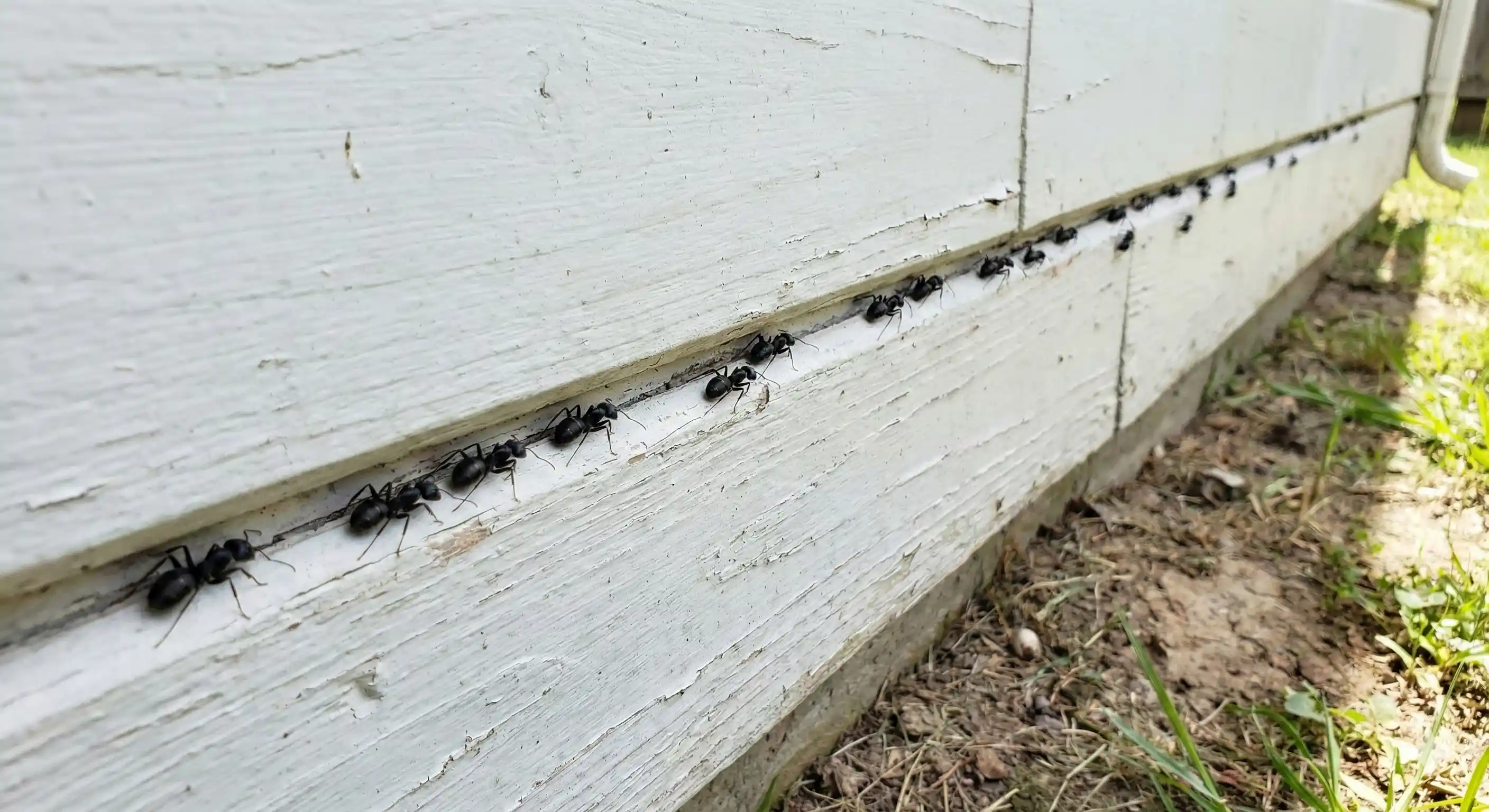 Carpenter ant foraging trail along baseboard at night