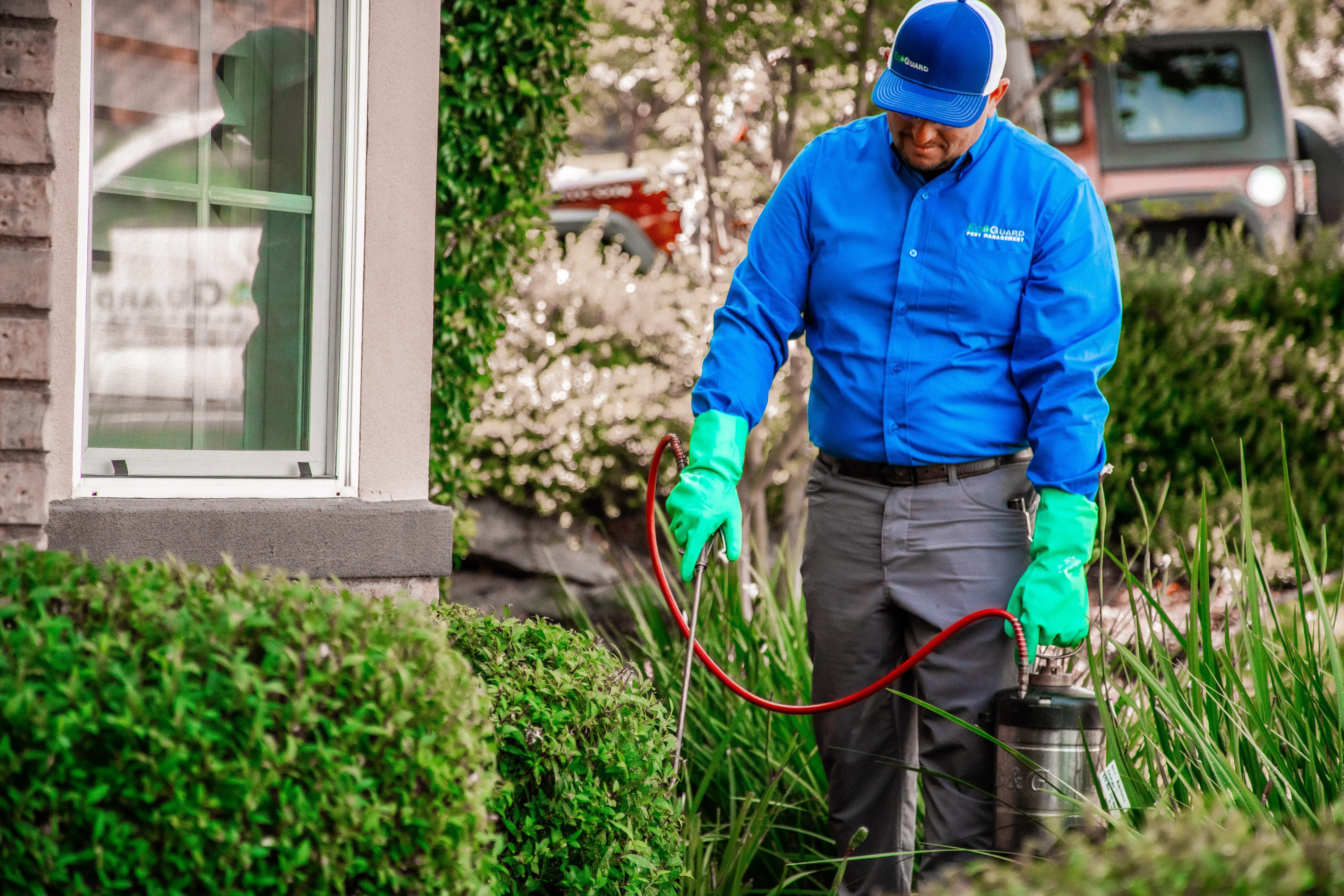 Professional treating yard for fleas and ticks