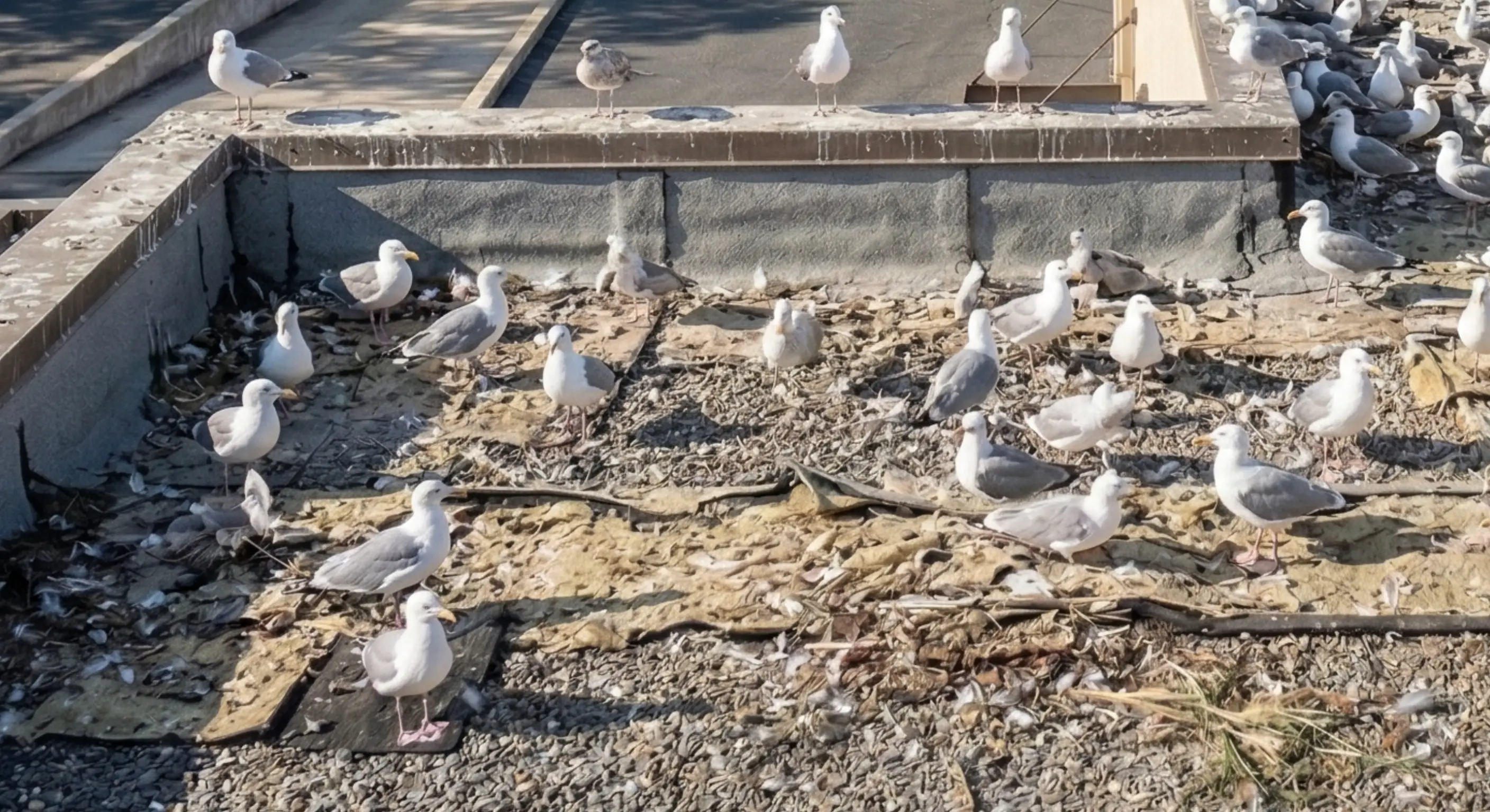Large flock of seagulls gathered on commercial property rooftop