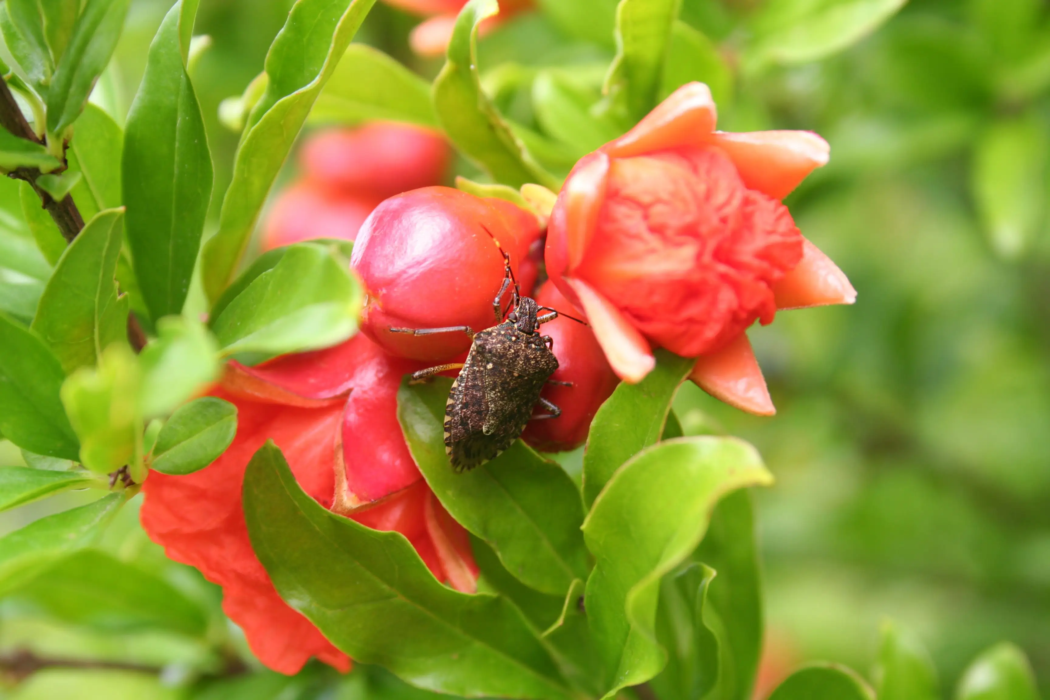 Garden and fruit trees providing food sources for stink bugs
