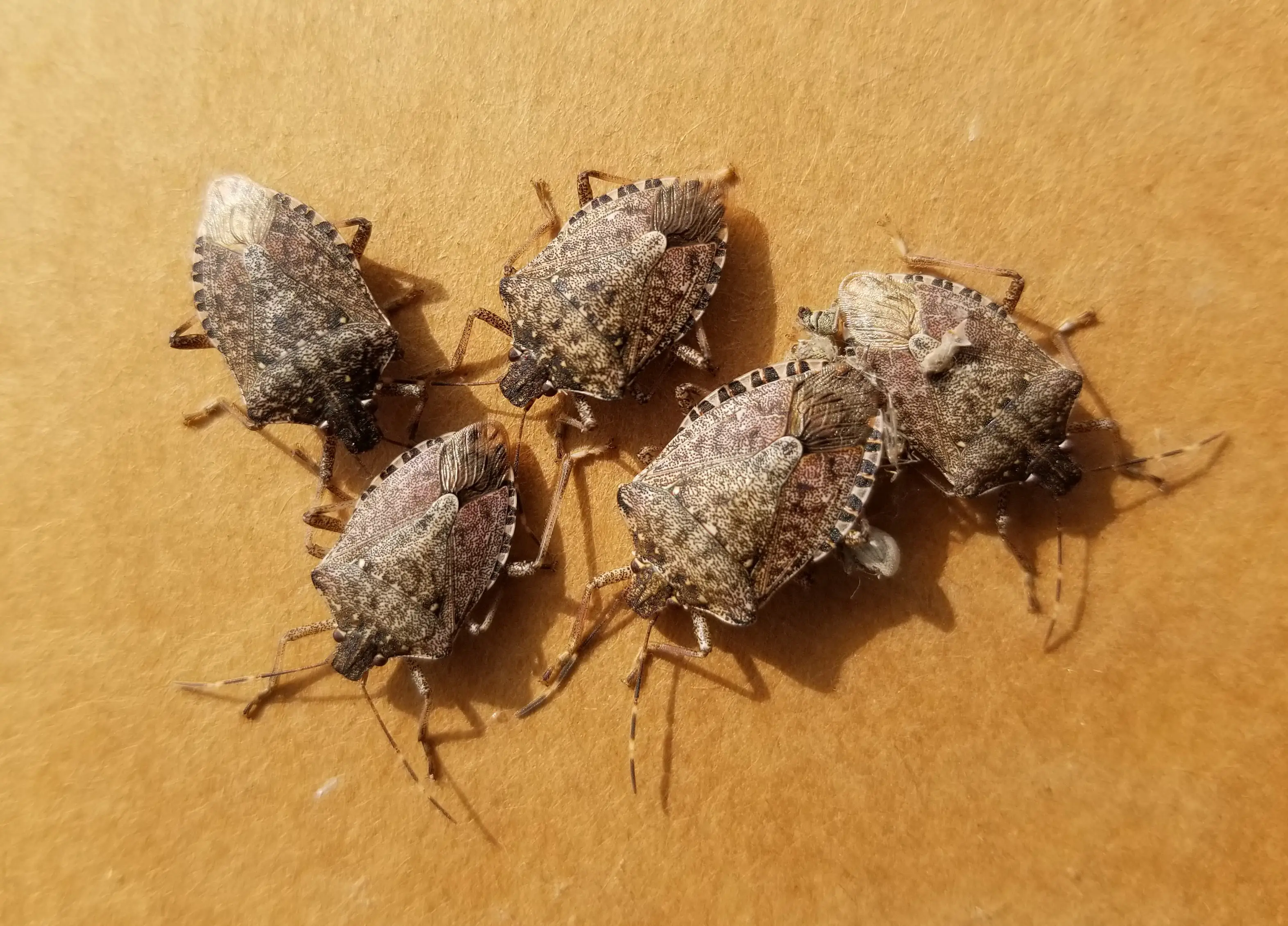 Stink bugs clustering on sunny exterior wall of home