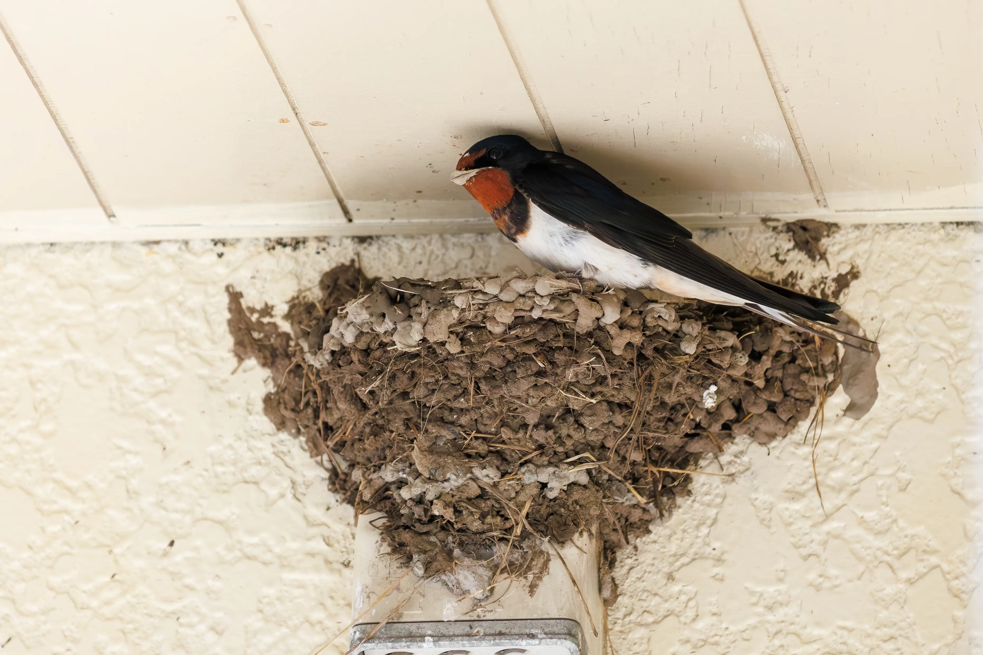 Building eave with textured surface attracting swallow nesting