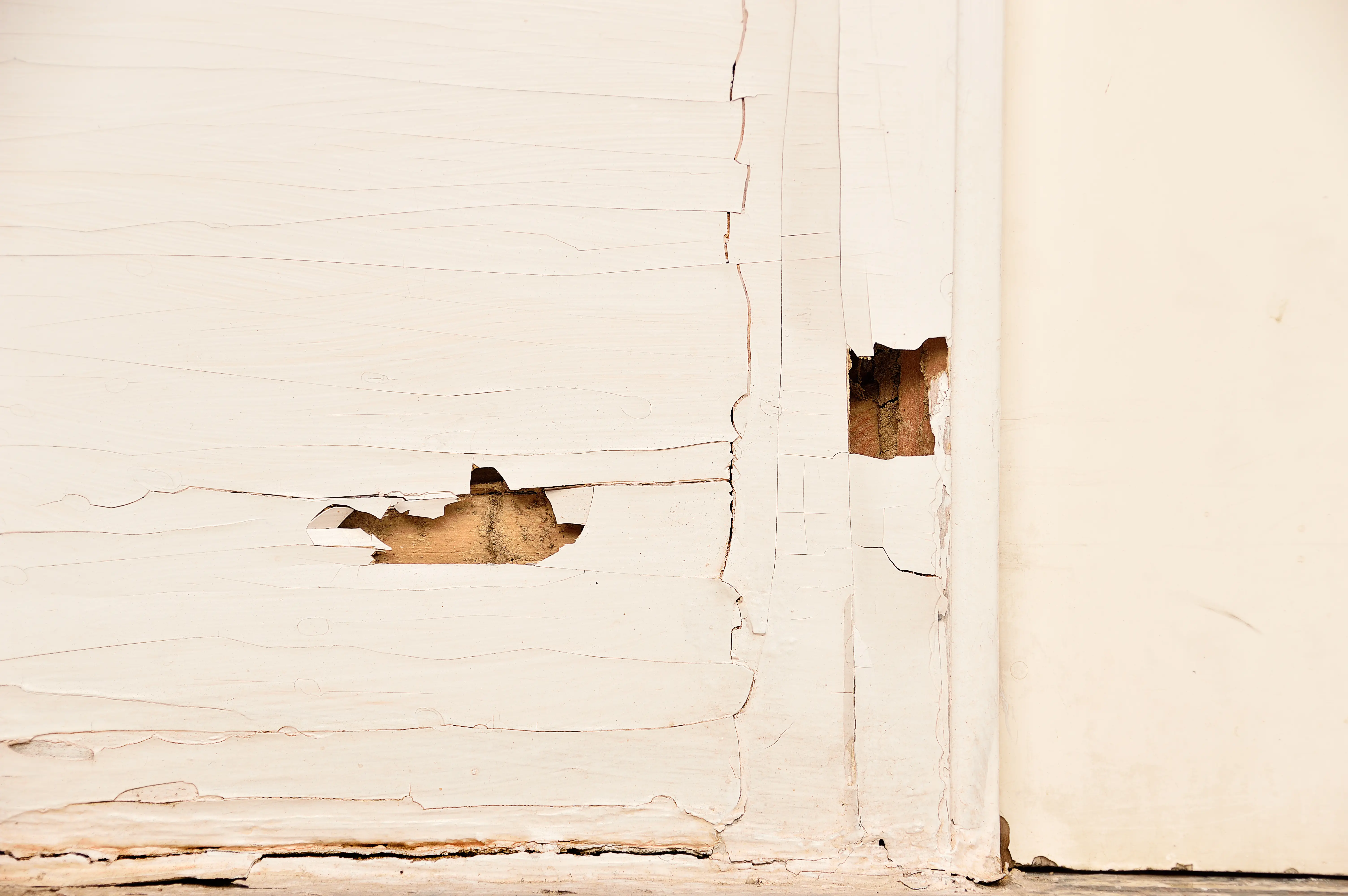 Buckling paint on wall indicating termite damage