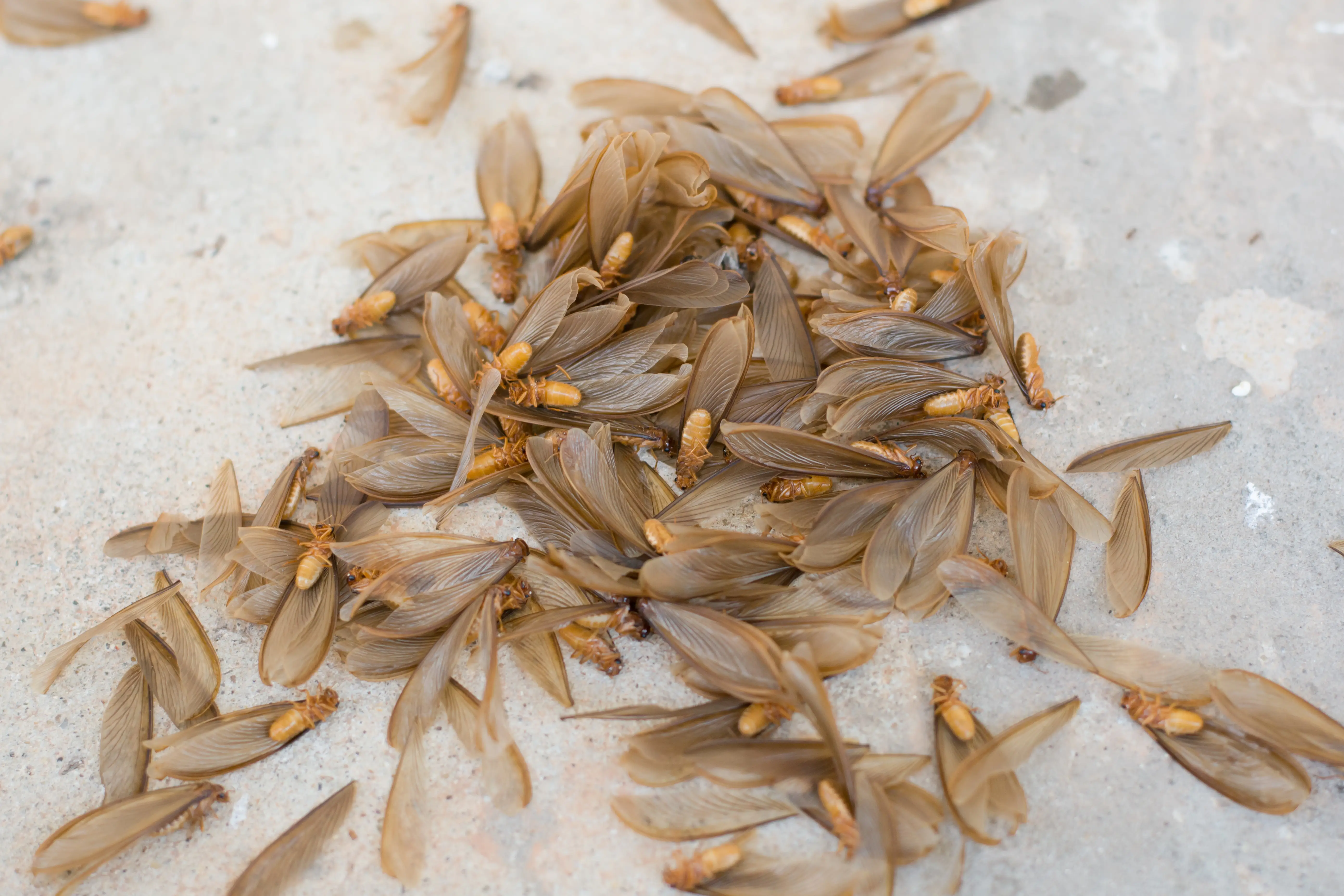 Discarded termite wings near window