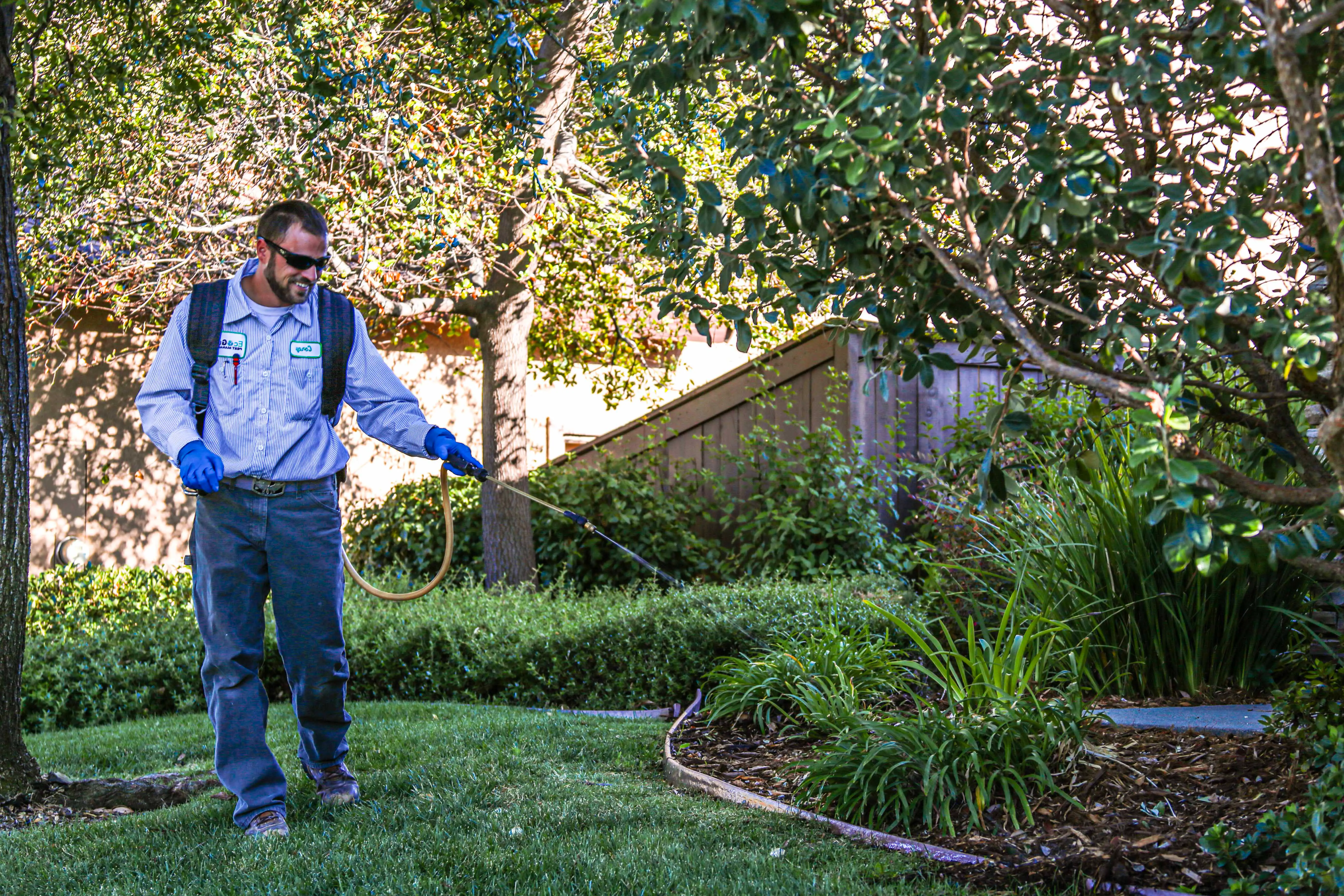 Technician applying targeted insecticide treatment for weevil control