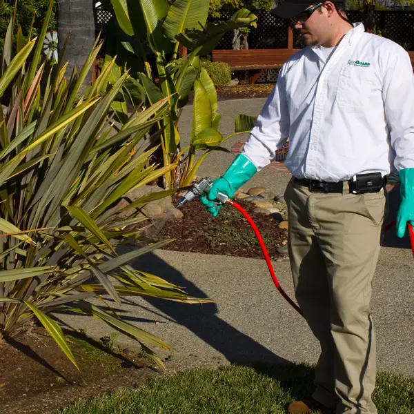Applying soil treatment for garden weevil larvae control