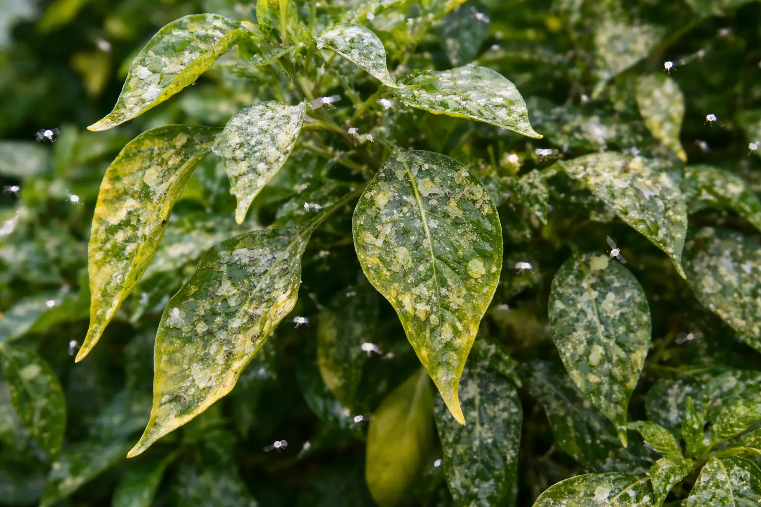 Stressed or weakened plants susceptible to whitefly infestation